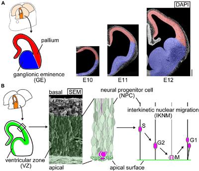 Comparison of the Mechanical Properties Between the Convex and Concave Inner/Apical Surfaces of the Developing Cerebrum